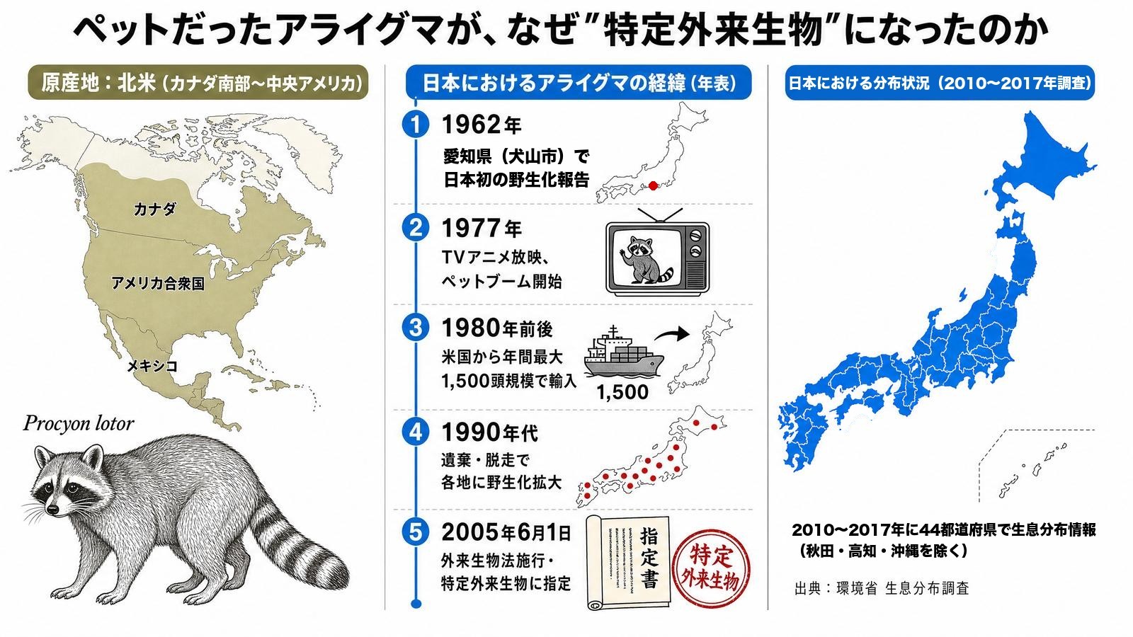 北米原産のアライグマが日本に渡来した経緯を示すインフォグラフィック。1962年愛知県犬山市での野生化報告、1977年テレビアニメ「あらいぐまラスカル」放映後のペット輸入ブーム、1980年前後の年間最大1500頭規模の輸入、1990年代の各地での野生化定着、2005年6月の外来生物法施行と特定外来生物指定、環境省調査で2010〜2017年に44都道府県で生息分布情報、国立環境研究所DBで国内分布は「ほぼ全国」とされる現状までのタイムラインを表示。