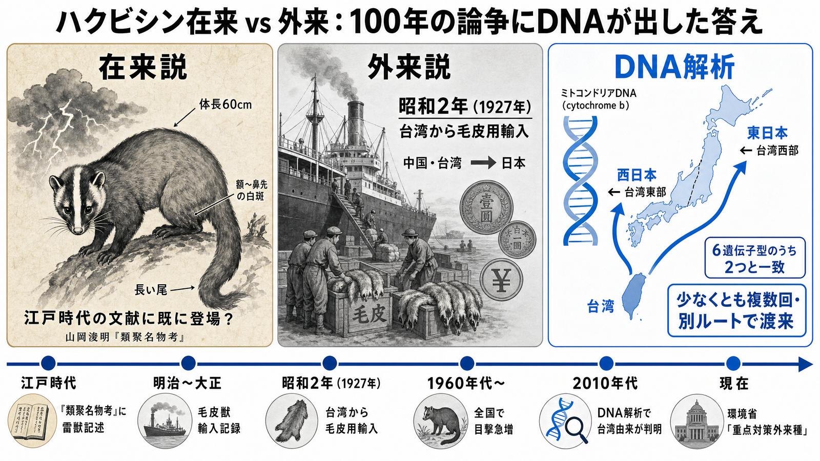 ハクビシンの在来説と外来説の長い議論を示すインフォグラフィック。江戸時代の文献に登場する「雷獣」と推定される記述、明治〜昭和初期の毛皮獣としての中国・台湾からの輸入記録、2010年代以降のミトコンドリアDNA解析による東日本＝台湾西部・西日本＝台湾東部の起源研究、現在の環境省による重点対策外来種分類というタイムラインを表示。