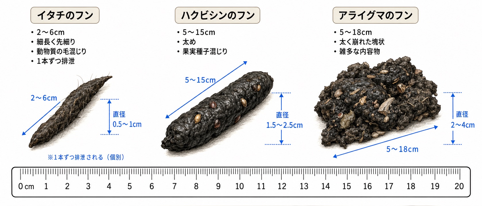 イタチのフンとハクビシン・アライグマのフンの実寸比較。イタチは細長く先細りで2〜6cm、ハクビシンはやや太く5〜15cm、アライグマは太く崩れた塊状で5〜18cm。