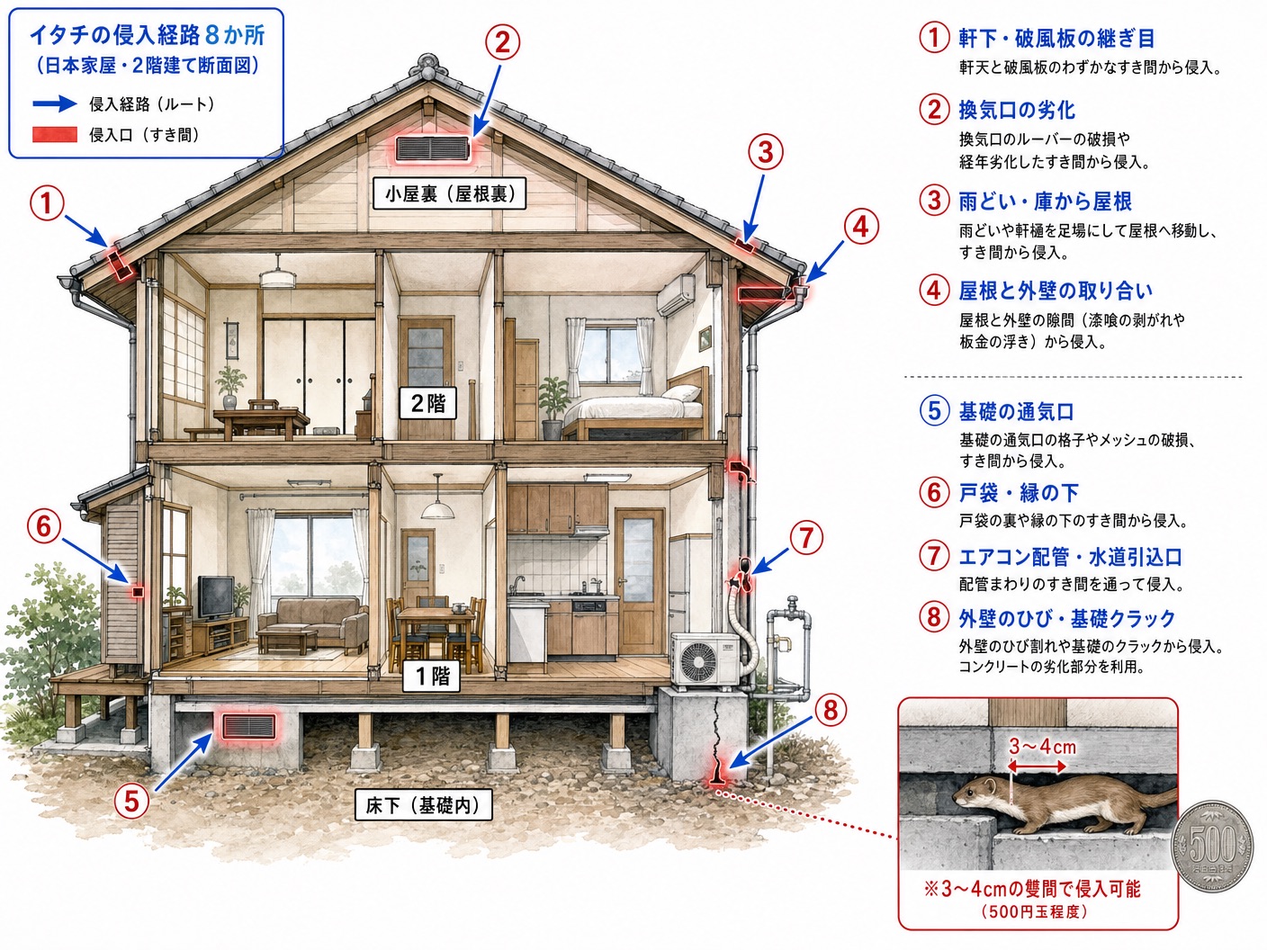 イタチが家屋に侵入する主な経路を示す断面図インフォグラフィック。屋根裏・床下・戸袋・換気口・配管周りの3〜4cm隙間を中心に8経路を表示。