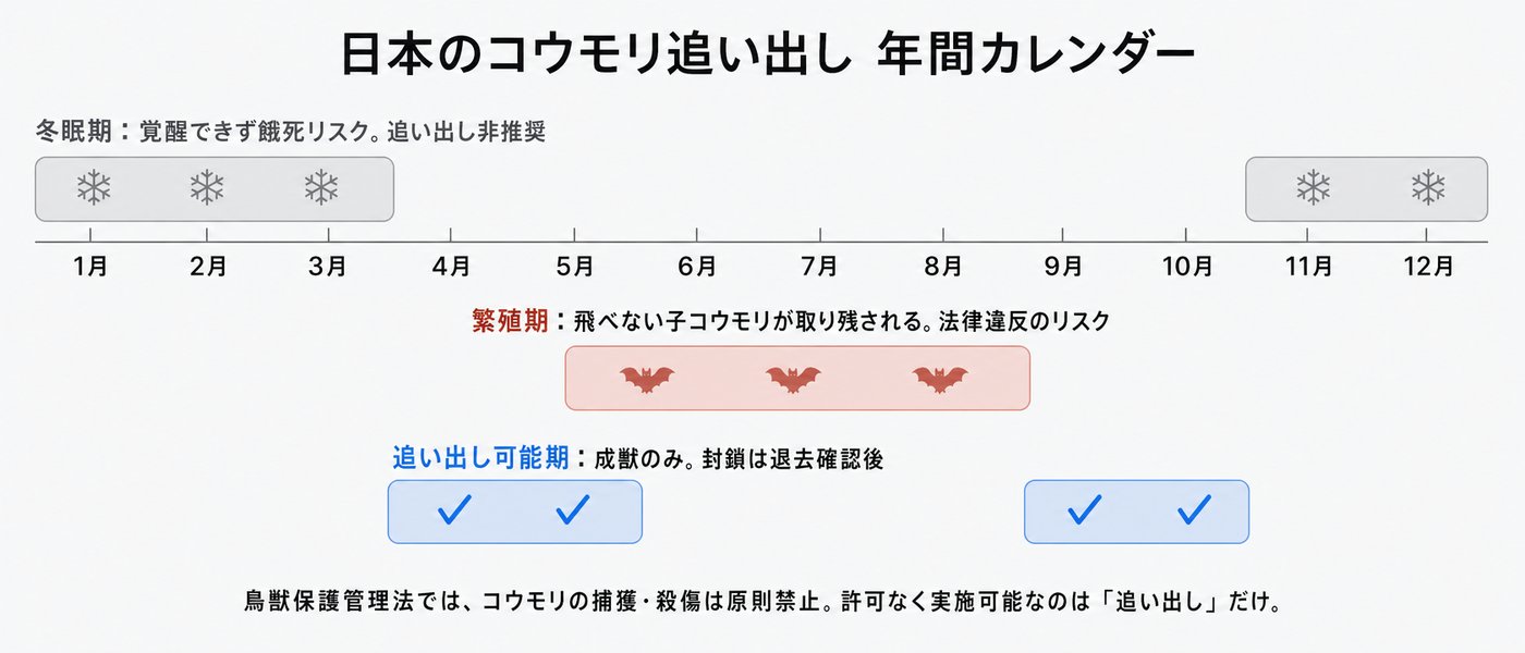 コウモリの追い出し可能時期を示す年間カレンダー。冬眠期（11〜3月）と繁殖期（6〜8月）は追い出し不可、春（4〜5月）と秋（9〜10月）の年2回のみが合法的な追い出し可能期。