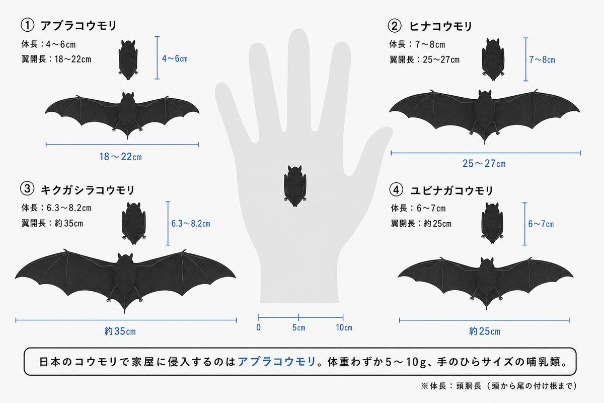 日本に生息する4種のコウモリと人の手のひらの実寸サイズ比較図。アブラコウモリは手のひらに余裕で乗るサイズ、体重5〜10g。
