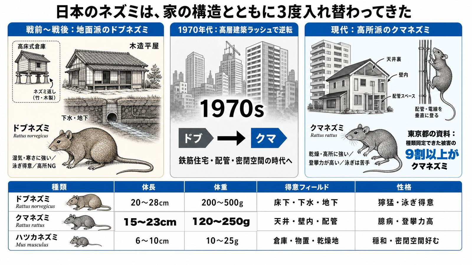 日本のネズミ3種（ドブネズミ・クマネズミ・ハツカネズミ）の覇権交代史を示すインフォグラフィック。弥生時代の高床式倉庫のネズミ返し、戦後の都市化によるドブネズミ優勢期、1970年代の高層建築ラッシュによるクマネズミへの逆転、現代の東京都内9割以上クマネズミの構成比、3種の体格・得意フィールドの比較を表示。