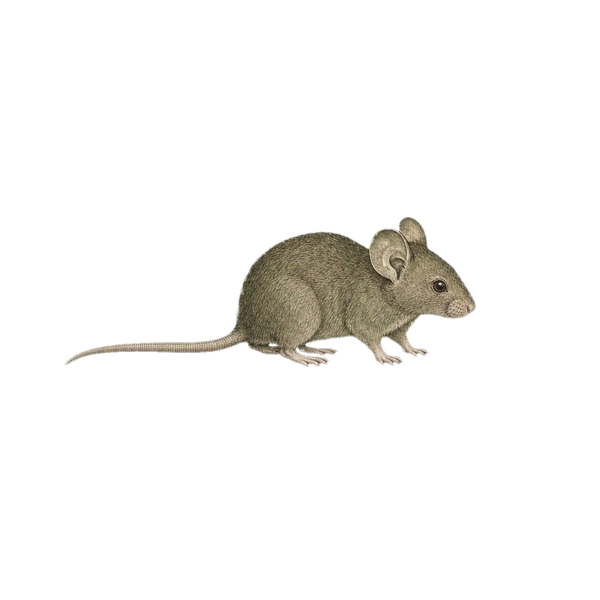 ハツカネズミのイラスト