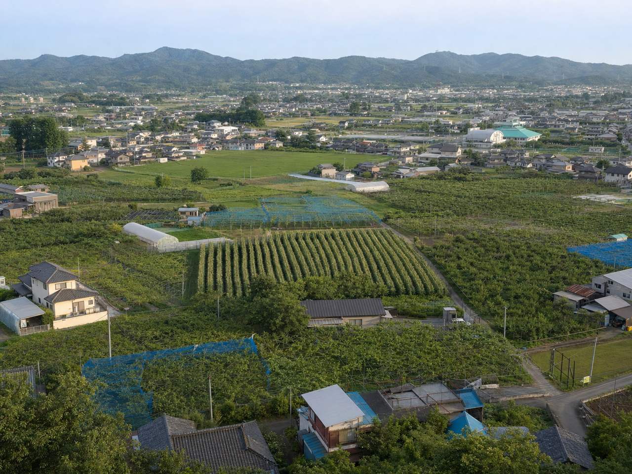 東松山・坂戸の県中央部。農地・果樹園と低層住宅地が混在する田園風景の俯瞰写真。